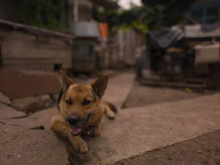 Smiling mixed breed shepherd dog lying on the ground in rustic village yard, candid outdoor pet portrait with authentic rural atmosphere and natural details.