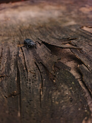Wild stag beetle on rough tree bark, macro insect photography with detailed natural textures, close-up shot in forest environment.