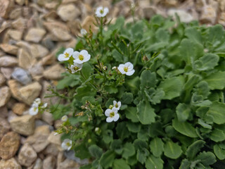 White wildflowers blooming among green leaves on rocky ground, close-up natural floral background perfect for eco, countryside and nature themes.