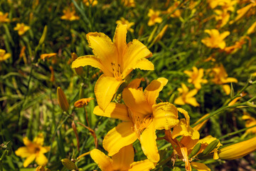 Close-up of vibrant yellow daylilies (Hemerocallis) blooming in a sunny garden.