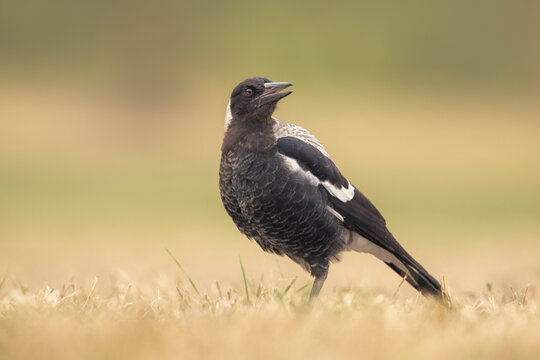 Close-up side view of an Australian Magpie (Cracticus tibicen) standing on a lawn, Melbourne, Victoria, Australia
