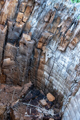 Close-up of decaying tree wood with visible cracks, splinters, and layers of bark in different shades of brown, showing natural decomposition and texture.