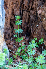 Green wild plant growing at the base of a decaying tree trunk, symbolizing resilience and renewal in nature with vibrant leaves against aged wood.

