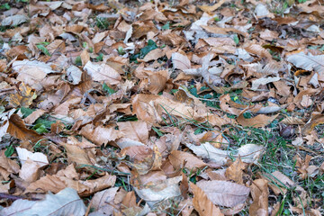 Autumn foliage on the ground with a mix of dry brown leaves and some green grass, creating a seasonal texture background full of natural details.