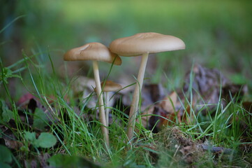 mushroom in the grass