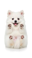 Adorable White Puppy Playful Pose.