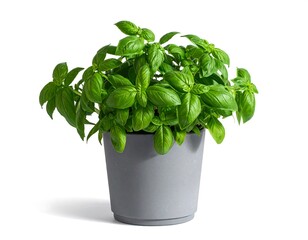 Naklejka premium Fresh basil plant in a gray pot, vibrant green leaves, isolated on white background.