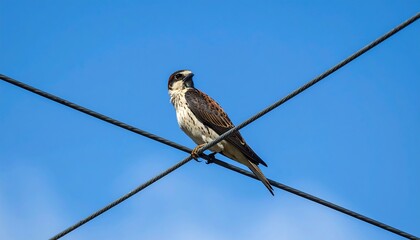 A small bird of prey perches gracefully on a pair of intersecting power lines against a vivid blue sky.