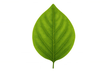 Fresh green leaf representing nature, ecology, growth, and environmental concepts with transparent background