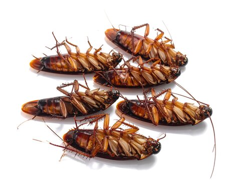 Close-up of dead cockroaches on a white background, top view, pest control concept