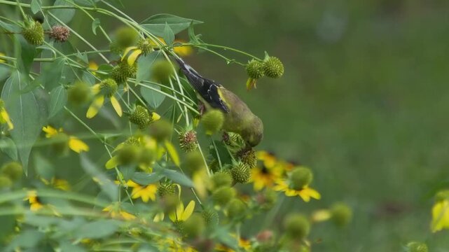 American goldfinch feeding on cone flower seeds