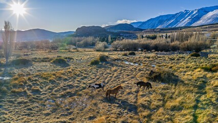 Horses grazing on a sunny meadow with snowy mountains in Argentine Patagonia.