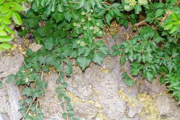 Green ivy vines climbing over stone wall with fresh foliage and rocks in daylight creating natural garden texture