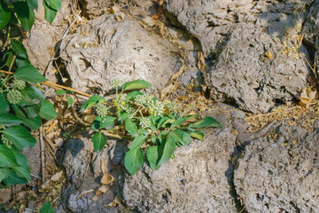Green plants growing among rugged rocks in bright sunlight symbolizing resilience, vitality, and natural survival