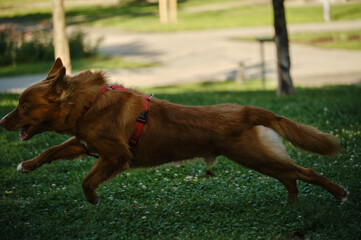 Nova Scotia Duck Tolling Retriever sprinting at full speed across the green grass in the park. Side view dog portrait in motion.