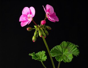 A vibrant pink geranium flower stem, highlighted against a striking black backdrop, displays delicate blossoms and unopened buds.