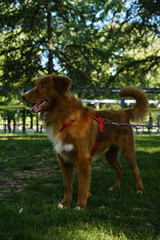 Nova Scotia Duck Tolling Retriever standing on grass with leash, alert and looking into distance.