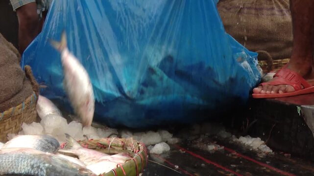 Fresh Hilsa Fish Packed Inside Large Fishing Nets at a Traditional Landing Site