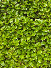 Emerald tapestry of glossy leaves: A rich, textured wall of vibrant green foliage, perfect for a dynamic nature backdrop.