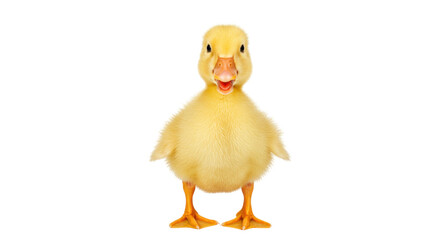 Adorable yellow duckling isolated PNG, cute baby duck on transparent background, farm animal for spring and Easter designs