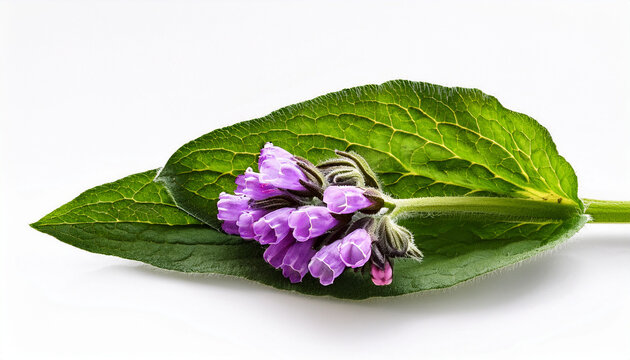 Beinwell Symphytum Officinale L Detail Vor Weissem Hintergrun