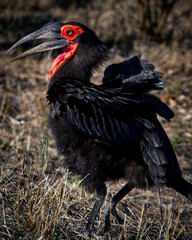Southern Ground A Southern Ground Hornbill strides through dry grassland, showcasing its striking black plumage and vivid red facial skin. This distinctive bird is captured in its native African