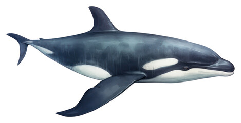 Obraz premium PNG Whale animal mammal shark.