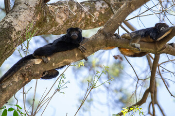 Dois macacos pretos deitados, descansando tranquilamente, em galhos de uma árvore com poucas folhas.