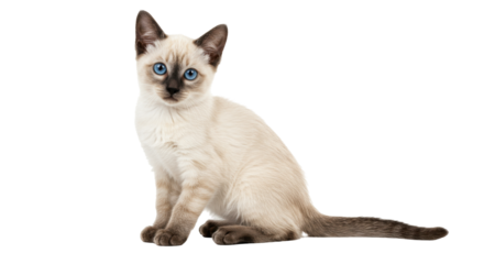 Adorable Siamese kitten isolated on transparent background, cute seal point cat with blue eyes sitting and looking at the camera PNG