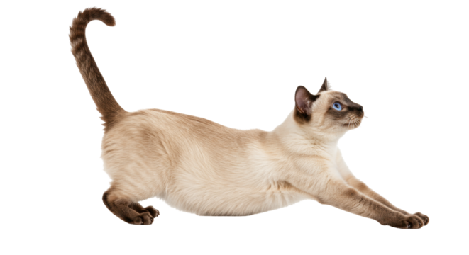 Stretching Siamese cat PNG isolated on transparent background, elegant feline with blue eyes and brown markings