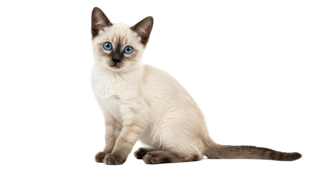 Adorable Siamese kitten isolated on transparent background, cute seal point cat with blue eyes sitting and looking at the camera PNG