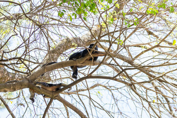 Dois macacos pretos deitados, descansando tranquilamente, em galhos de uma árvore com poucas folhas.