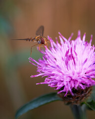 Stripe-winged Dronefly, Eristalis horticola on a purple knapweed, September 2025
