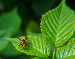 Close-up of a wasp sitting on a fresh green leaf in summer nature