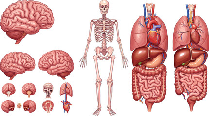 Anatomical illustrations of human brain, skeleton, and internal organs anatomy body