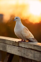 Dove perched on rustic railing against golden sunset