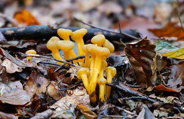 Gemeines Gallertk&auml;ppchen (LEOTIA LUBRICA)