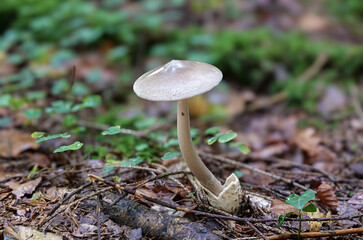 Grauer Scheidenstreifling (AMANITA VAGINATA)
