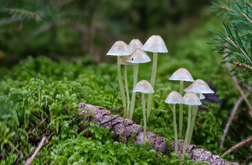Zitronengelber Helmling (ATHENIELLA FLAVOALBA)