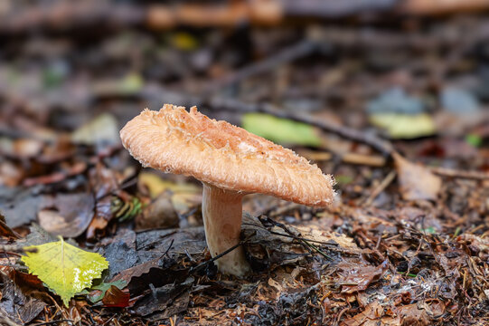 Zottiger Birkenmilchling (LACTARIUS TORMINOSUS) 