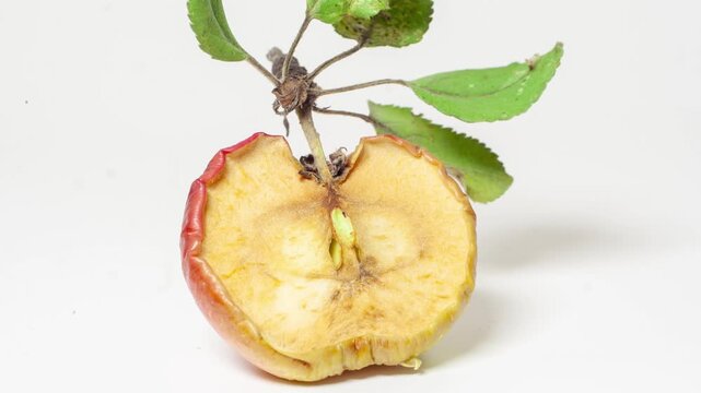 Rotting apples on a gray background