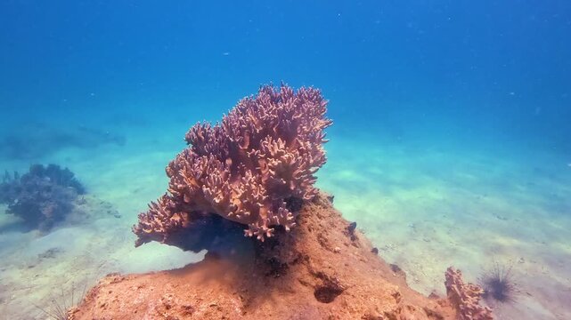 This underwater exploration reveals vibrant orange and pink soft corals growing in National Park. Explore the beauty of marine life in Vietnam