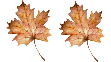 Watercolor autumn foliage illustration with two maple leaves for seasonal designs and creative projects