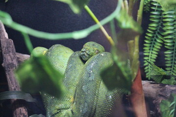 Green Tree Python