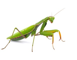 A vibrant green praying mantis, detailed against a pure white background, showcasing its intricate features and captivating pose.
