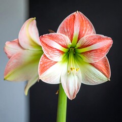Two vibrant amaryllis blossoms