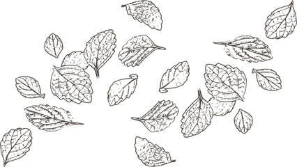 Botanical foliage illustration scattered leaves pattern organic leaf design nature plant simple line art style