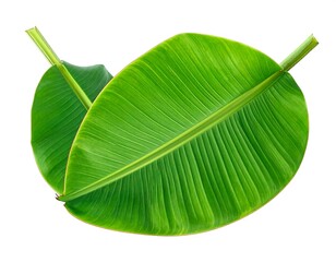Two vibrant banana leaves, close-up, displaying intricate veins