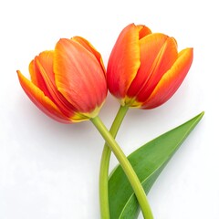 Two vibrant orange and yellow tulips on a white background