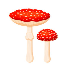 Two bright red fly agarics in cartoon style. Vector illustration of poisonous mushrooms fly agarics with caps of different shapes, white scales, legs isolated on white background.
